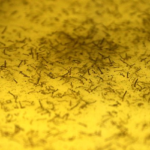 Casos de dengue crescem em MS e proliferação pode ser evitada com cuidados básicos