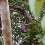 Jibóia é vista “curtindo” galhos de árvore no Bairro Vacaria