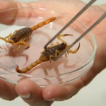 Com 3,6 mil ataques até outubro em MS, vigilância faz alerta para evitar problemas com escorpiões