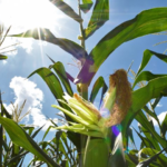 Pesquisa e adoção de tecnologias impulsionaram salto na produção no milho safrinha em MS