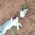 Marido ameaça esposa depois de decapitar gato com facão em Nova Alvorada do Sul