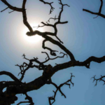 Brasil registra recorde da temperatura média pelo quarto mês seguido