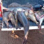 Durante Operação Piracema, PMA de Jardim prende homens por pesca predatória