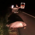 Motorista atropela capivara na MS-377 e um morre em acidente em Água Clara