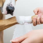 Homem amputa pata de cachorro em fazenda de Sidrolândia
