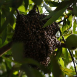 Idoso é hospitalizado com mais de 300 picadas de abelhas em Ribas do Rio Pardo