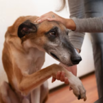 Mulher muda de casa alugada e deixa animal trancado há quase um mês