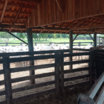 Polícia Civil recupera em Bela Vista, gado roubado no Paraguai