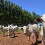Precoce MS avança com abate de 1,3 milhão de cabeças e incentivo de quase R$ 117 milhões aos produtores