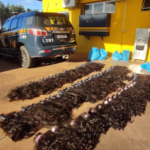 PRF apreende 62 kg de cabelo humano em Brasilândia