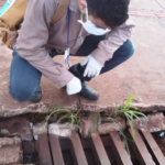 Bebê de um mês é a primeira vítima da dengue no ano em MS