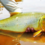 Projeto que veda por mais 5 anos a captura e comercialização do Dourado passa pela CCJR