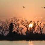 El Niño provoca situação climática extrema em MS, com alerta para incêndios florestais no Pantanal