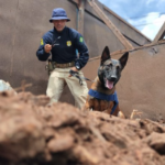 Com auxílio de cães farejadores, PRF apreende 283 Kg de maconha na BR-262