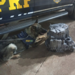 Com ajuda de cães farejadores, PRF apreende droga em encomenda com destino a São Paulo em Água Clara (MS)