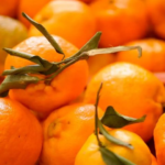 Doença greening: Iagro alerta sobre riscos na compra de mudas irregulares em MS