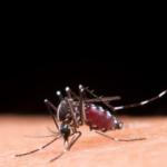 Aprenda a diferenciar os sintomas da dengue e da gripe