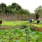 MS abre seleção para créditos de carbono na agricultura familiar