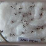 Casos confirmados de dengue dobram em 6 dias em Mato Grosso do Sul com 2,6 mil notificações