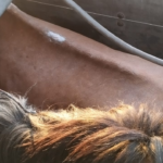 Polícia Civil prende homem que venderia equinos para produção de embutidos no Paraguai