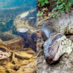 Polícia Civil fará nova perícia para confirmar causa da morte de sucuri famosa em Bonito