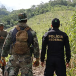 Em 1 dia, Nova Aliança elimina lavouras que renderiam 84 toneladas de droga