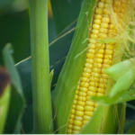 Prêmios do milho não oscilam muito