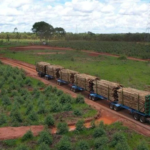 Inquérito investiga Imasul por uso de estrada turística para transportar eucalipto da Suzano