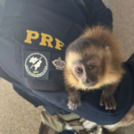 PRF flagra animal silvestre sendo traficado em Terenos (MS)