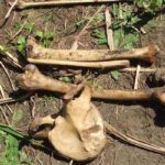 Ossada humana é encontrada em mata de fazenda em Inocência