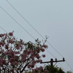 Mato Grosso do Sul registra madrugada gelada com sensação térmica de 4°C