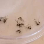 Casos de dengue aumentam, mas pela segunda semana consecutiva MS não registra novos óbitos