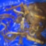 Ossada humana é encontrada por trabalhadores durante limpeza e poda de árvore em Maracaju