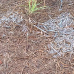 MS teve geada em 9 cidades com sensação de -4ºC