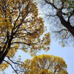 Onda de calor nem começou, mas sexta será de sol, tempo seco e calorão de até 38°C em MS