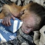 Filhote de macaco-prego é salvo após incêndios no Pantanal e tratado no Hospital Ayty