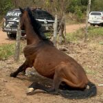 Tutora é presa em flagrante por maus-tratos de cão e dois cavalos são resgatados durante ações da Polícia Civil