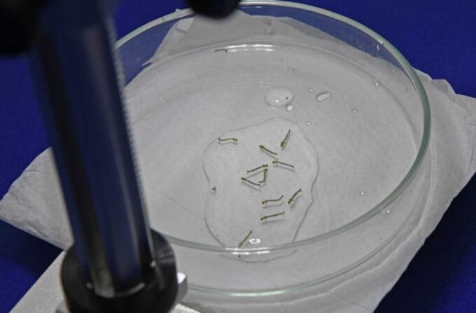 Casos de chikungunya disparam e Anastácio já soma mais de 400 registros