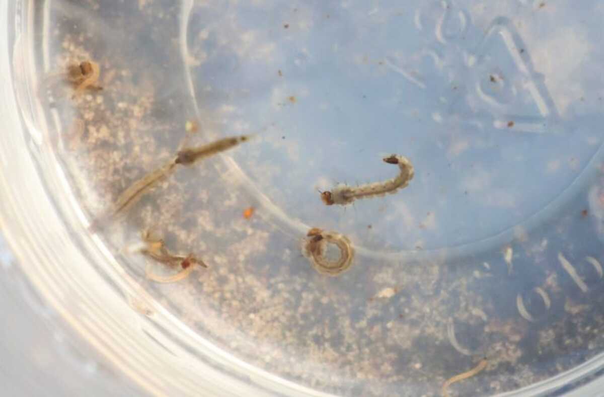 MS registra 15.901 casos confirmados de dengue