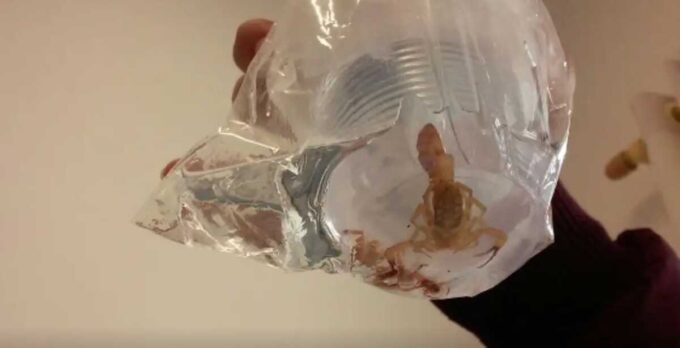 Acidentes com escorpião somam mais de 202 mil notificações em 2023