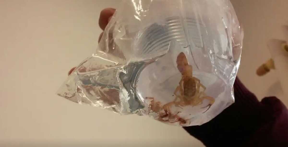 Acidentes com escorpião somam mais de 202 mil notificações em 2023