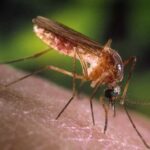 Brasil recebe reconhecimento oficial pela eliminação da elefantíase