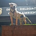 DECAT adere à campanha de conscientização do dezembro verde