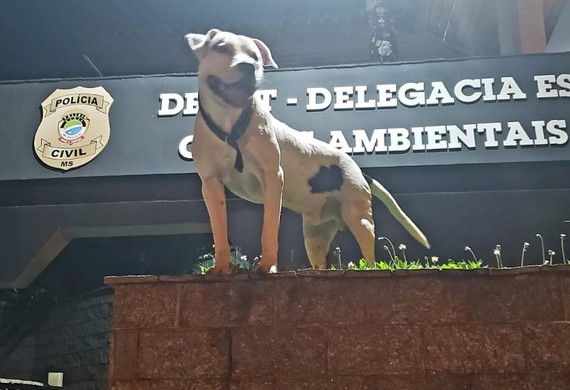 DECAT adere à campanha de conscientização do dezembro verde