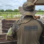 Polícia Civil recupera 126 cabeças de gado furtadas e remarcadas, avaliadas em aproximadamente R$ 400.000