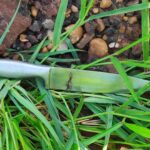 Acusado de tentar matar padrasto a facadas por herança da mãe é preso em Três Lagoas