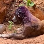 Mulher é presa pela Polícia Civil em Corumbá, por maus-tratos a animais