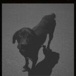 Polícia Civil identifica adolescente que atropelou cachorro em Santa Rita do Pardo