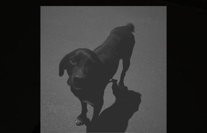 Polícia Civil identifica adolescente que atropelou cachorro em Santa Rita do Pardo