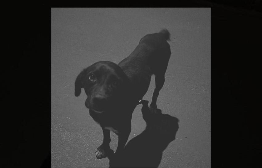 Polícia Civil identifica adolescente que atropelou cachorro em Santa Rita do Pardo